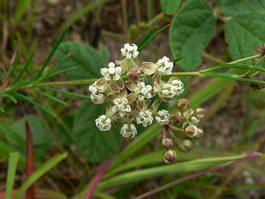 {Asclepias verticillata}